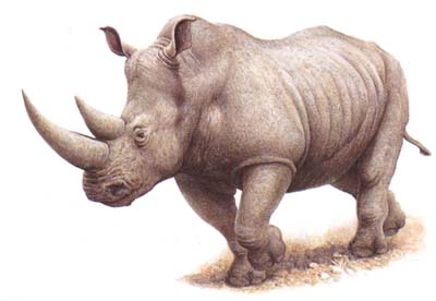 Загадки про носорога